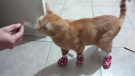 Cat Wearing Boots Youtube
