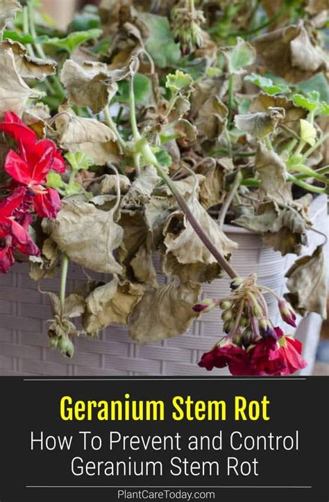 Preventing Geranium Stem Rot Tips For Controlling Fungal Infections