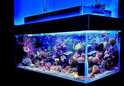 How To Set Up A Tropical Fish Tank Warehouse Aquatics