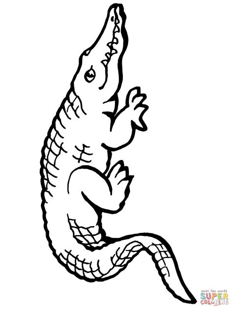 Hudtopics American Alligator Coloring Pages