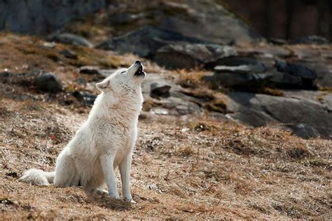 Arctic Wolf Howl Greeting Card By Bill Maynard Arctic Wolf Wolf