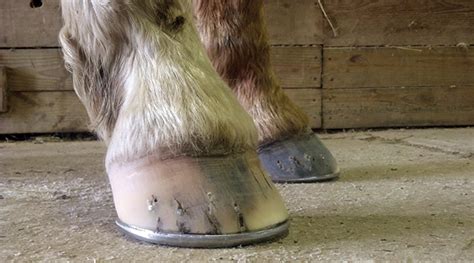 hoof care email qa american farriers journal