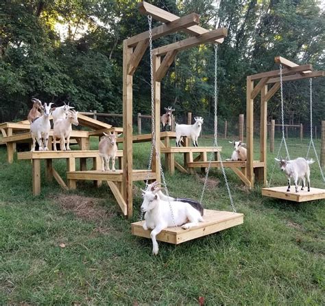 Goat squad | Goat playground, Goat house, Goat farming