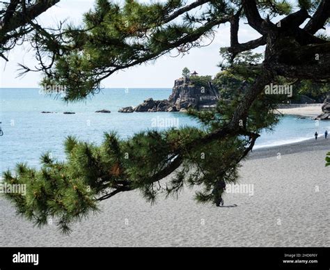 Pine Tree On Katsurahama Beach A Famous Scenic Spot On The Outskirts