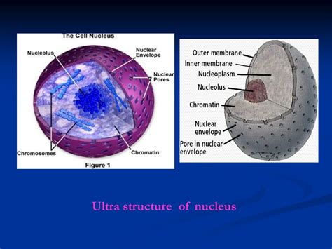 Ppt Ultrastructure Of Interphase Nucleous Dr Rathod L R Assistance
