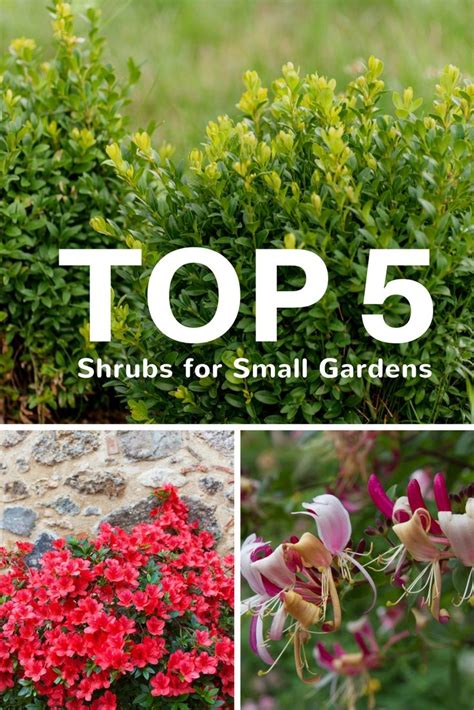 Evergreen Shrubs For Small Gardens