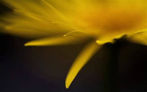 Yellow Flower Petals Hd Wallpaper Peakpx