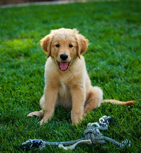 Welcome to golden retriever rescue southern nevada! Pictures Of Golden Retrievers - Golden Retriever Photo Gallery