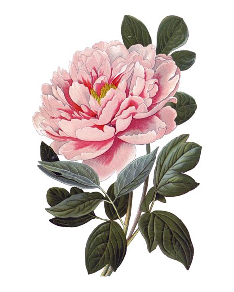 ЯндексФотки переехали Peony Illustration Vintage Botanical Prints