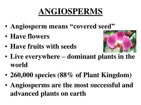 Ppt Angiosperms Powerpoint Presentation Free Download Id9311211
