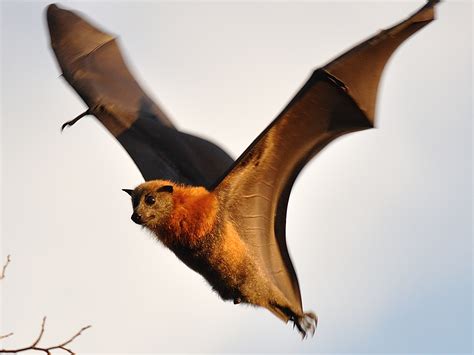 Mount Felix The Flying Fox Aka Fruit Bat