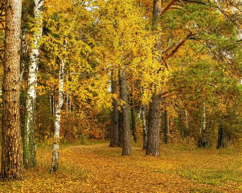 Herbst Birke Gelbe Blätter Bäume Wald 1920x1200 Hd