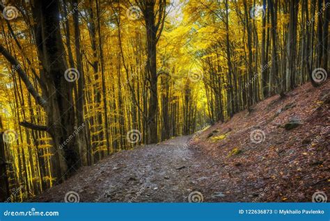 Red And Colorful Autumn Colors In The Beech Forest In The Fog Stock Image Image Of Ochorona