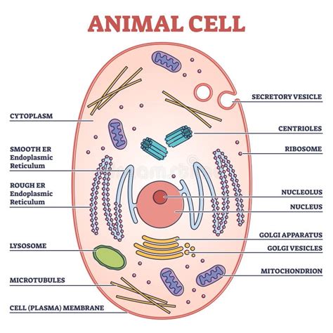 Animal Cell With Labeled Anatomic Structure Parts Diagram Outline