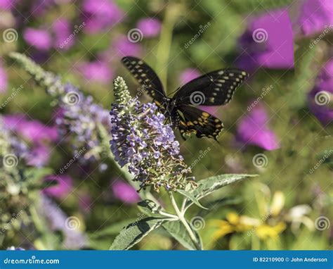 Ost Tiger Swallowtail Papilio glaucus Stockfoto Bild von östlich