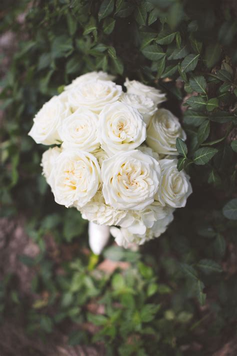 Simple White Garden Rose Round Bridal Bouquet