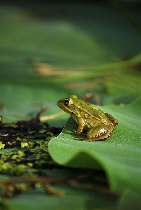 Cute Frogs On Lily Pads