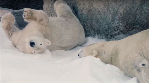Polar Bears Get A Snow Day In San Diego Cnn Video
