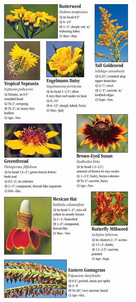 Wildflowers Of Southeast Texas Quick Reference Publishing