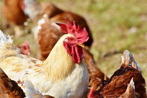 Virulent newcastle disease (vnd), formerly exotic newcastle disease, is a contagious viral avian disease affecting many domestic and wild bird species; Outbreak: USDA shifts emergency funds to virulent ...