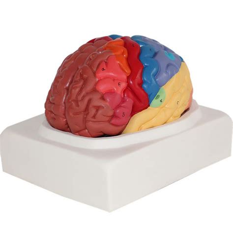 Buy Human Brain Model Color Coded Medical Anatomical Human Regional