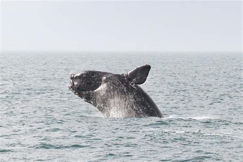 North Atlantic Right Whale Noaa Fisheries