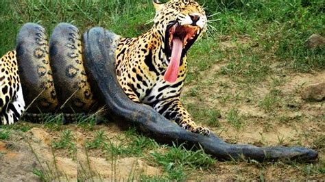 Giant Anaconda Attacks Tiger Animal Fight Python Vs Tiger Vs Jaguar