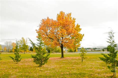 An Autumn Scene In A Public Park Beautiful Gold Fall Panoramic