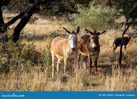 Two Curious Donkeys Standing Under A Tree Dome Area Northwest South