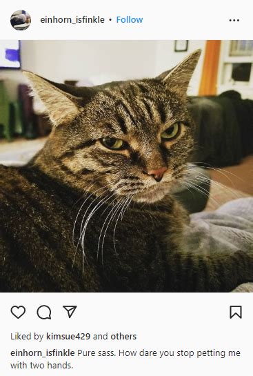200 Purrfect Cat Captions For Instagram 2023 Starter Story
