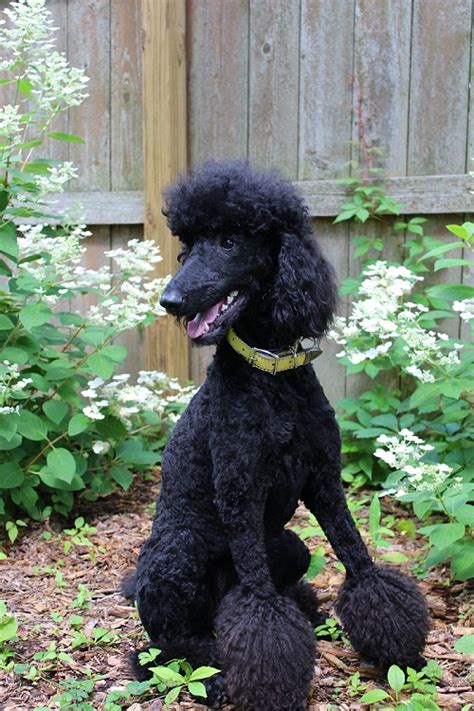 Research standard sized poodles and you will see several popular coats and trim for the breed, all of which are fun and good depending on your an ungroomed poodle will look like a mess and have many problems. pozie: Black Standard Poodle Ungroomed