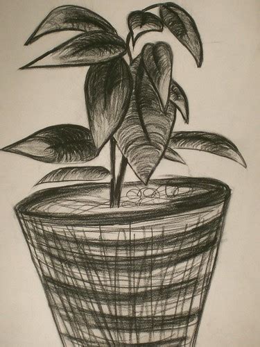 Drawings Plant Still Life