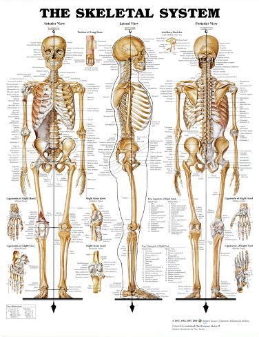 Anatomy charts and posters to help you with your anaotomy studies. The Skeletal System Anatomical Chart Poster Print Prints ...