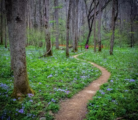 10 Incredible Wildflower Hikes In Great Smoky Mountains