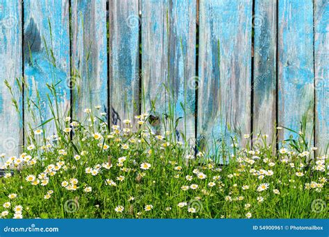 Daisy Flowers On A Background Of Wooden Fence Stock Image Image Of