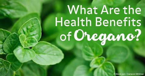 Herbs For Health Oregano S Health Benefits In Herbs For Health Health Benefits Oregano