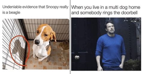 Funniest Dog Memes Of The Week For Canine Connoisseurs March 28 2023