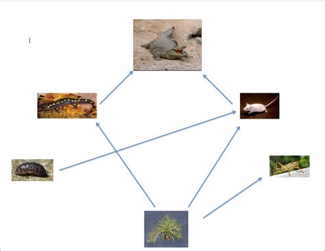 The word application is used because each program has a specific application for the user. Food web - Biology Class
