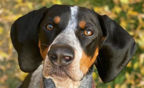 14 Books Every Coonhound Dog Owner Should Read The Dogman