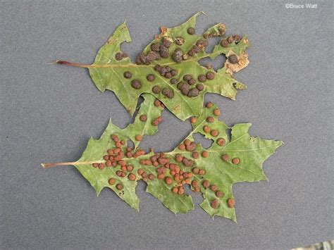 Oak Oak Leaf Gall Cooperative Extension Insect Pests Ticks And