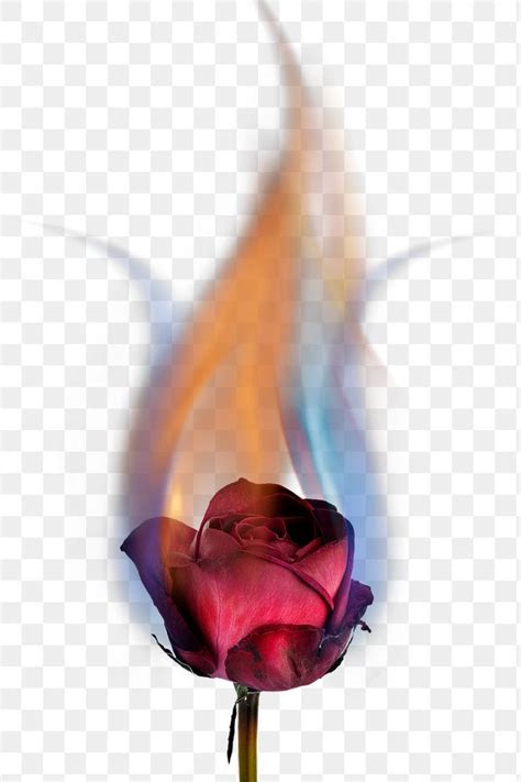 Download Premium Png Of Burning Rose Png Aesthetic Flower Realistic Flame Effect On Transparent