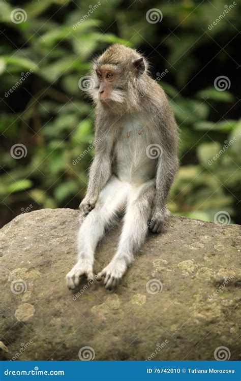 Portrait Of The Sad Monkey Stock Photo Image Of Bali 76742010