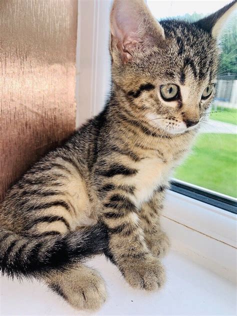 Beautiful Bengal Tabby Kitten In Trafford Manchester Gumtree
