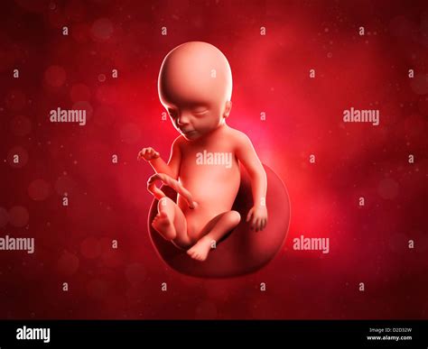 Foetus At 17 Weeks Computer Artwork Stock Photo Alamy