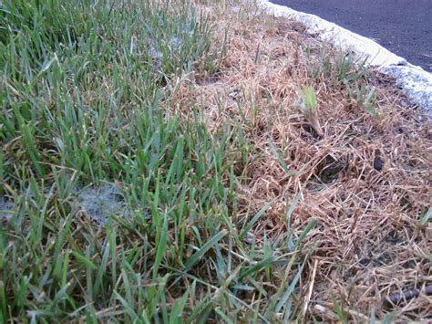 Summer Lawn Fungus Disease All About The House