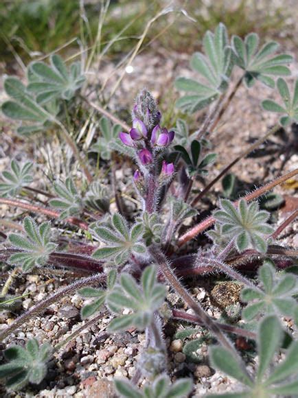 Southeastern arizona has an unusually wide variety of plants due to its climate, varied topography, variety of habitats, and its location in the biologically diverse sonoran desert and the. Sonoran Desert Plants - Lupinus concinnus (Elegant Lupine)