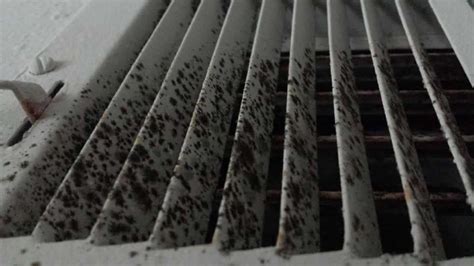 Mold In Ventilation Systems Everything You Need To Know Acp