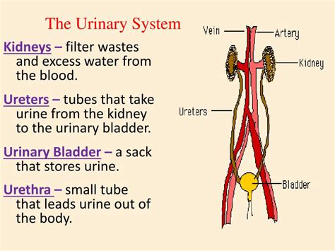 Ppt The Excretory System Powerpoint Presentation Free Download Id