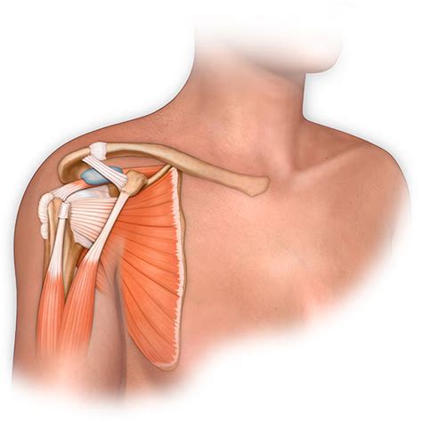 Shoulder Bone Anatomy