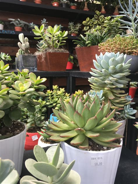Shop our range of affordable artificial flowers at wholesale prices. #guatemalasucculents | Plants, Wholesale florist, Succulents